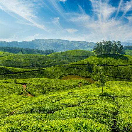 India del Sud e Kerala: Templi e Tradizioni