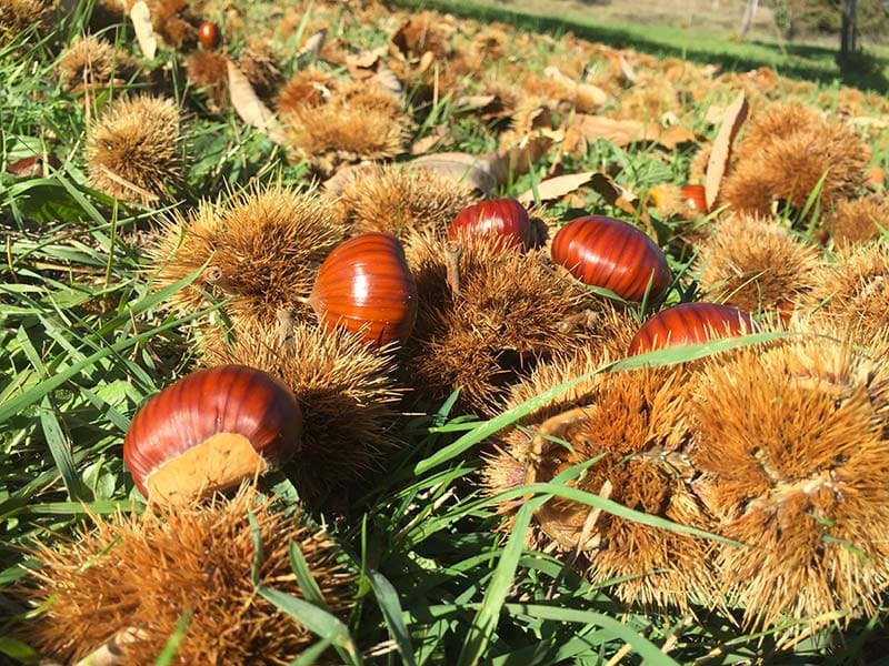 Ultimi Posti! Carpegna, un' esperienza da vivere: alla scoperta dei sapori di montagna. 3