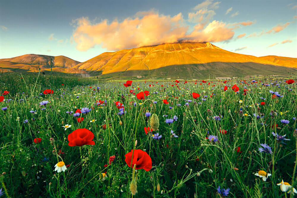 La Fioritura di Castelluccio, Spello, Foligno e Spoleto 20
