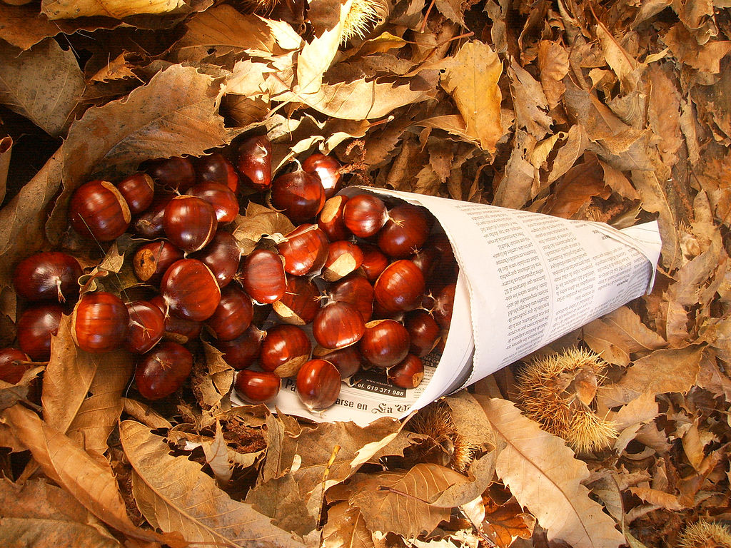 Castagne Experience - Cassino e Terelle 4