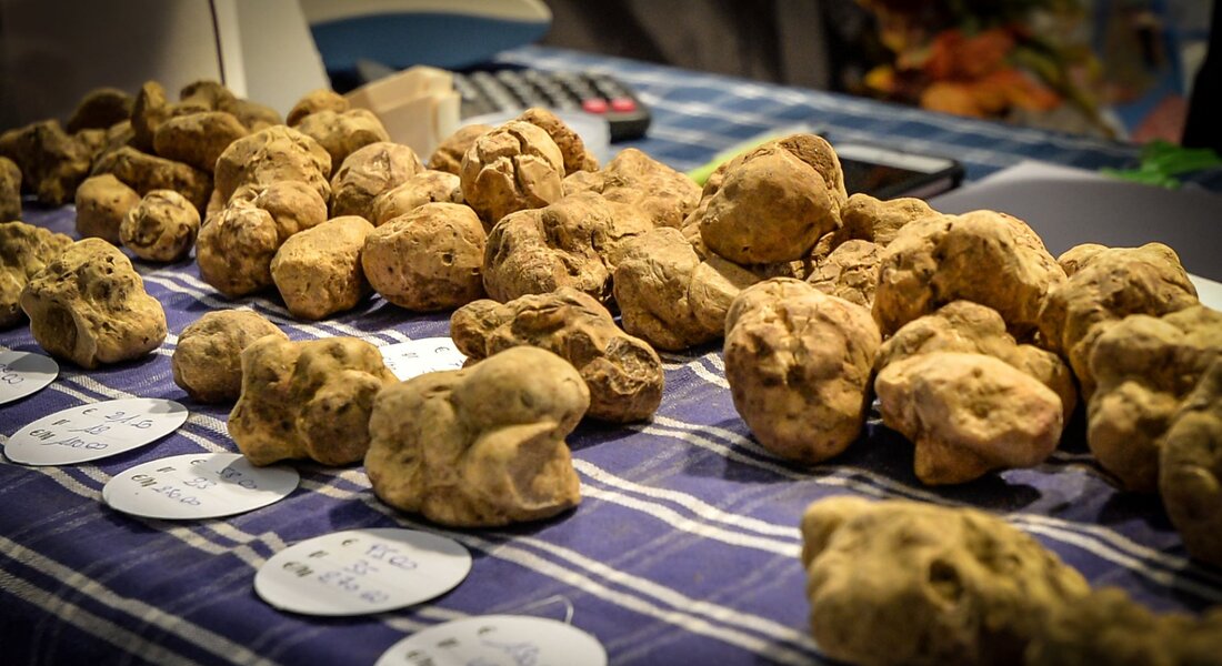 Tour delle Langhe: tra i colori del foliage, degustazioni e la Fiera del Tartufo di Alba 15