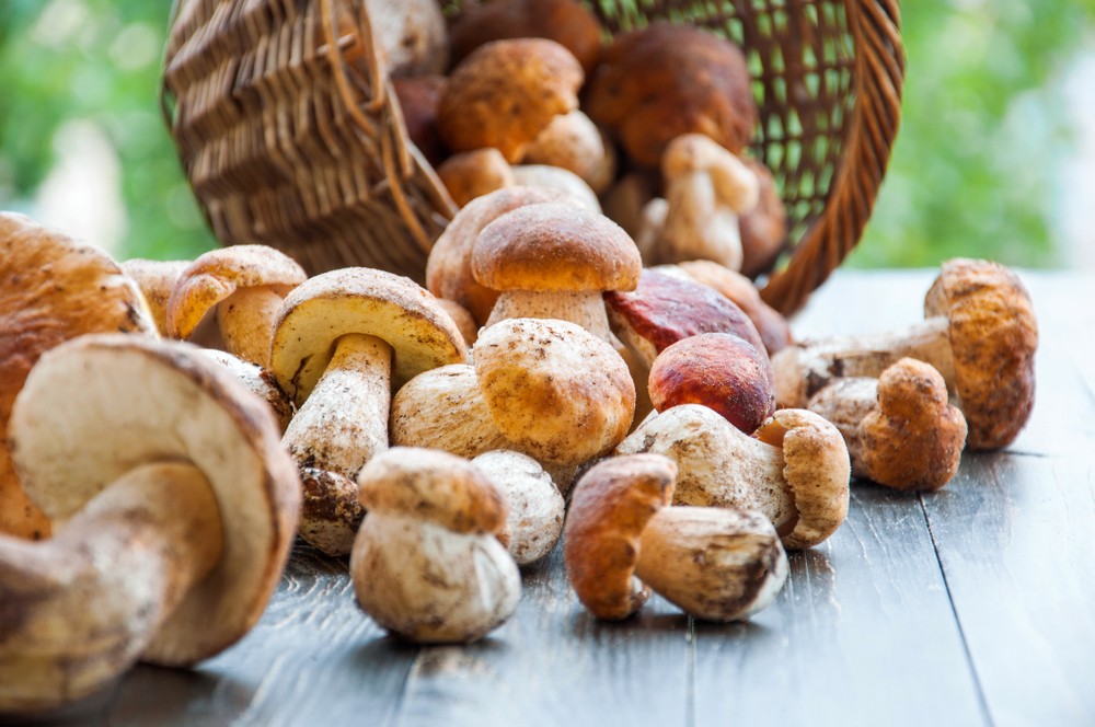 Sagra della Castagna, del Tartufo Nero e del Fungo Porcino 5