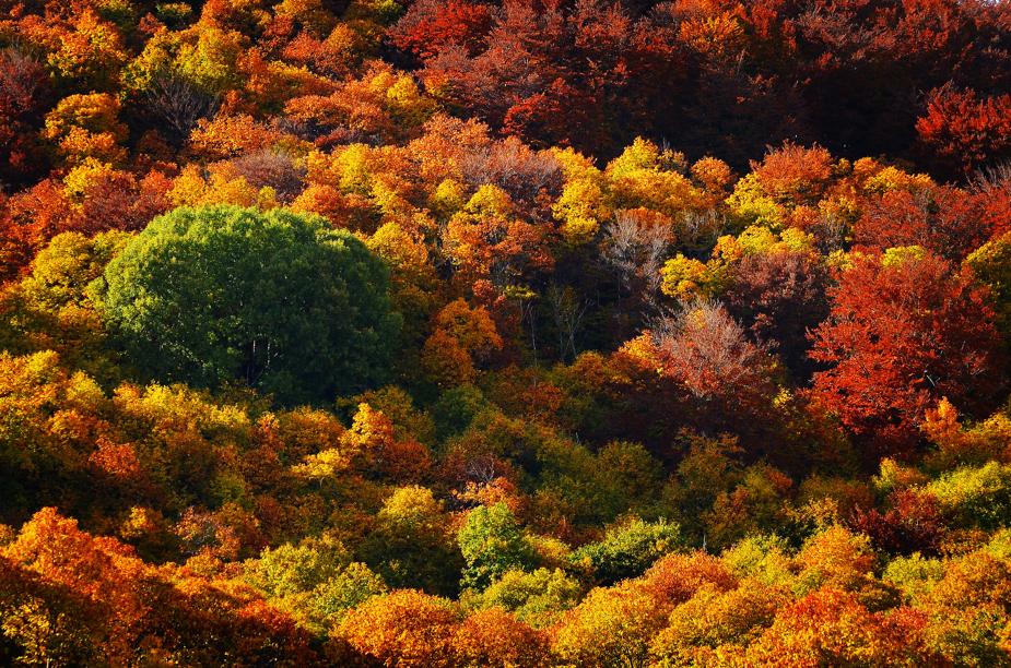 Autunno in Toscana: passeggiata teatrale, pranzo medievale e festa della castagna! 9