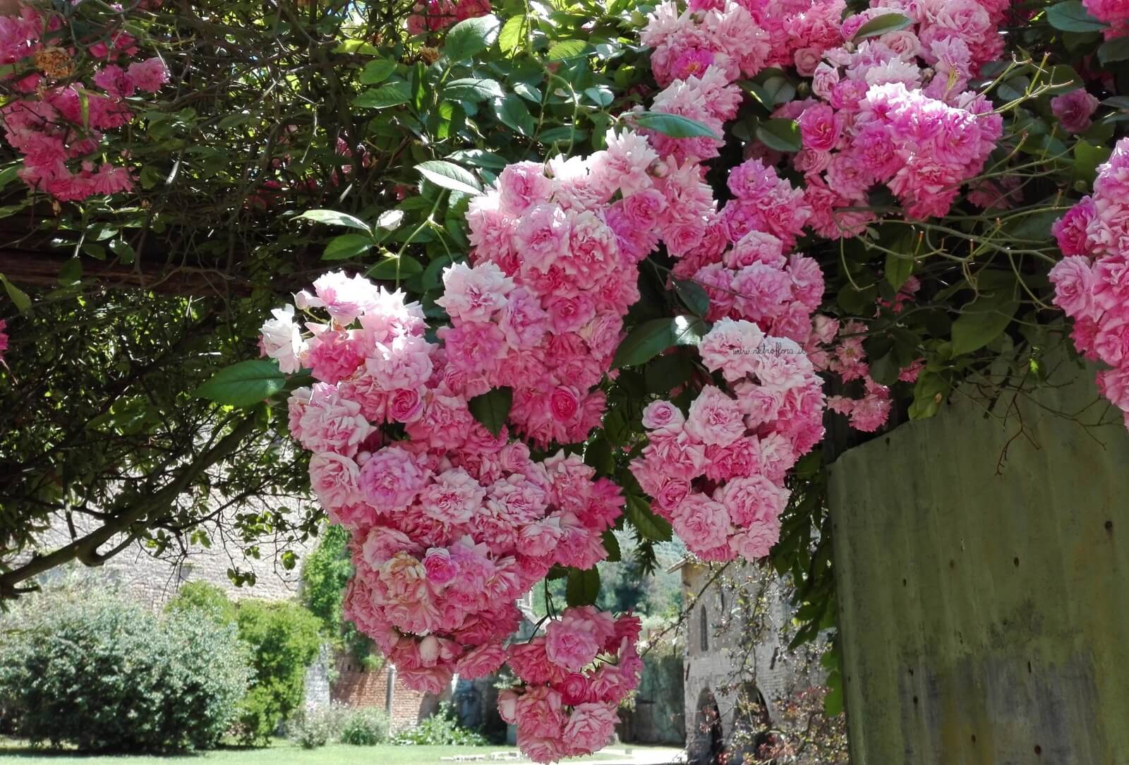 Il Giardino di Ninfa e il Borgo di Sermoneta 17/04 9