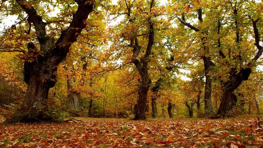 Ultimi Posti! Carpegna, un' esperienza da vivere: alla scoperta dei sapori di montagna. 2