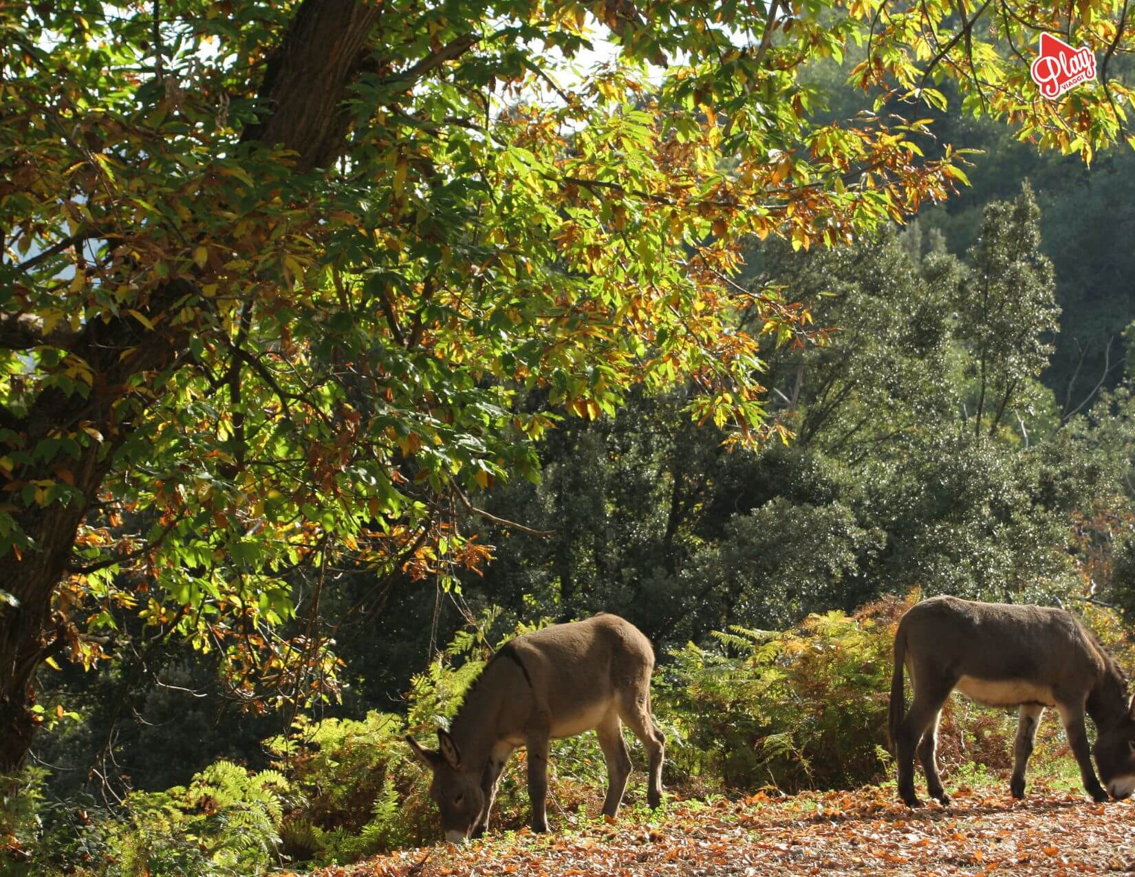 Calvi / Saint Florent