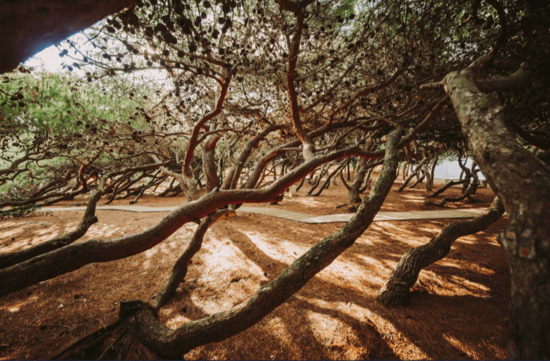ULTIMI POSTI! Soggiorno mare e Relax in Puglia: Meditur Village 4* 11