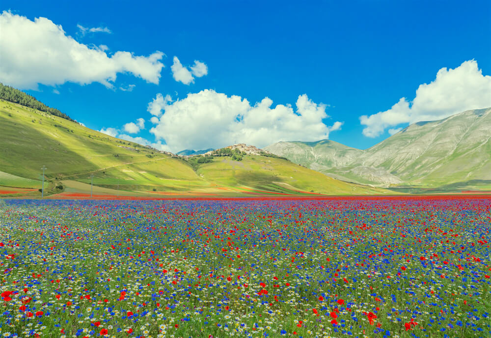 La Fioritura di Castelluccio, Spello, Foligno e Spoleto 19