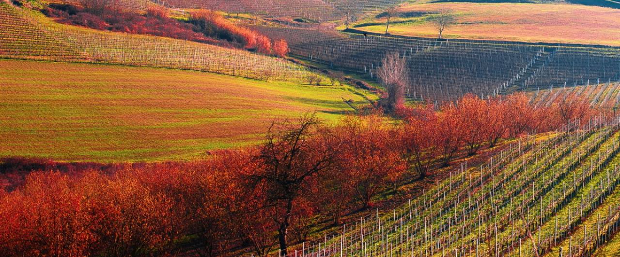 Foliage delle Langhe: Tour dei colori autunnali 4